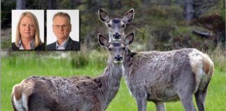 Framleis for mykje hjort i Møre og Romsdal