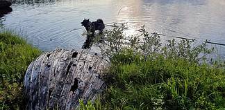 Ikke la hunden bade i ferskvann med alger