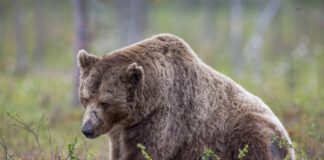 Sverige: 460 bjørner skutt etter den første uken med jakt Bjørn Pixabay