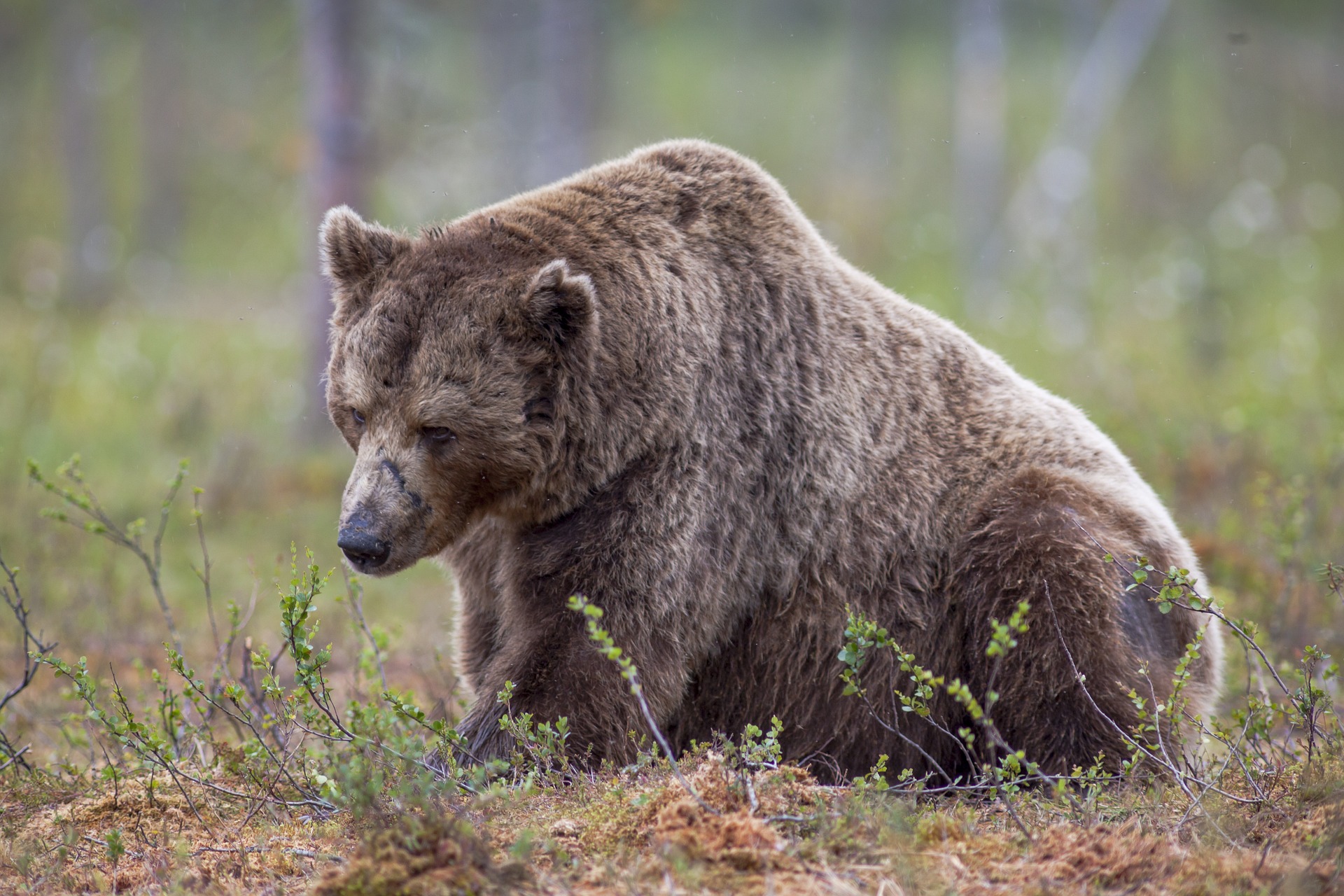 Bjørn Pixabay