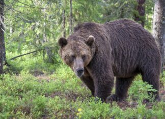 Har besluttet å felle bjørn i Jarfjord Bjørn