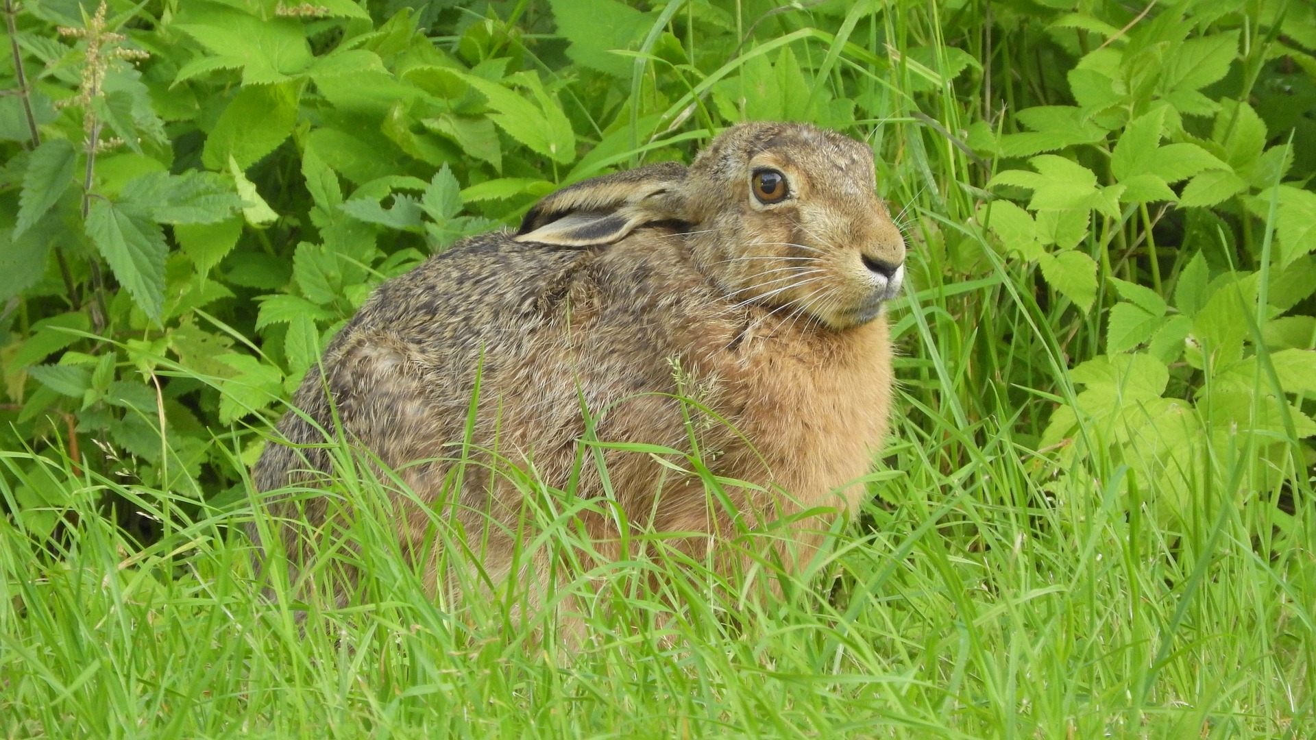 Påvisning av tularemi hos hare er et varsel om at bakterien finnes i området. Dette er spesielt viktig nå som vi nærmer oss jaktsesong. Illustrasjonsfoto: Pixabay
