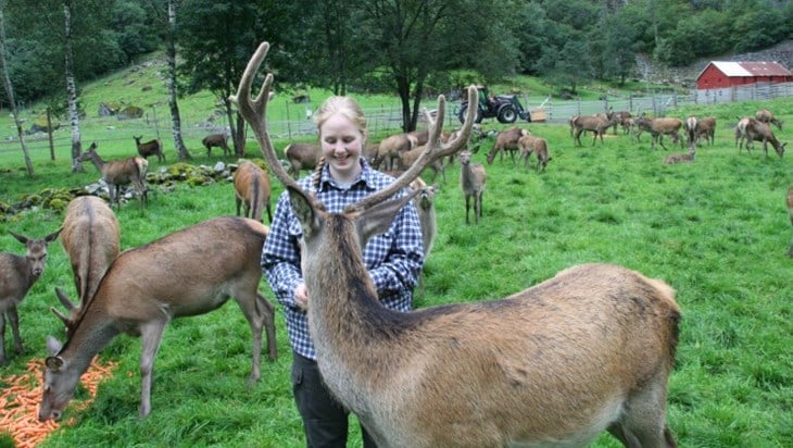 Hjortefarmen Marås Hjort er ein av aktørane i satsinga på hjort i Vestland. Foto: Marås Hjort.