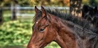 Hest skutt under elgjakt Hest Pixabay
