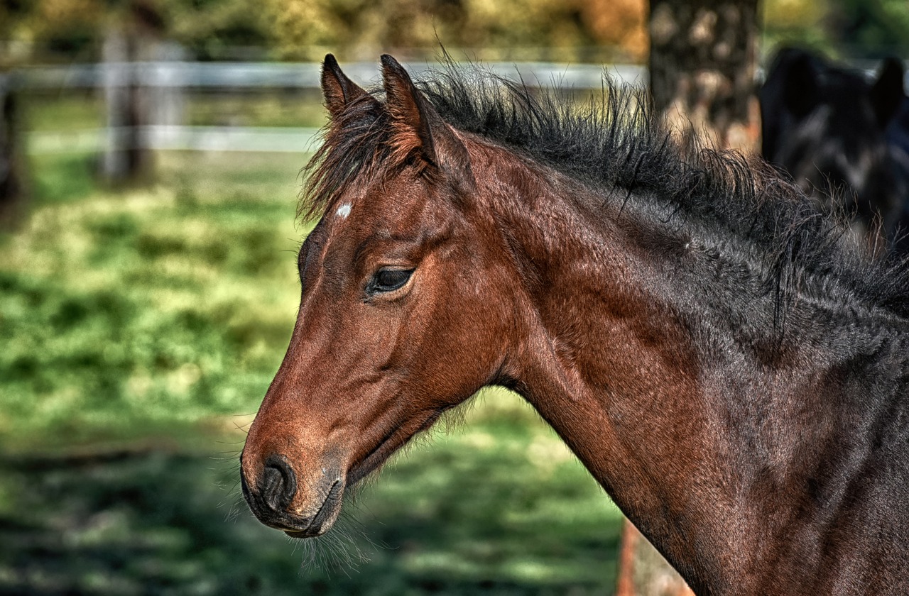 Hest Pixabay