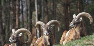 Sverige: Myndighetene krever økt jakt på ulovlig utsatt muflon. Muflon Foto: Pixabay