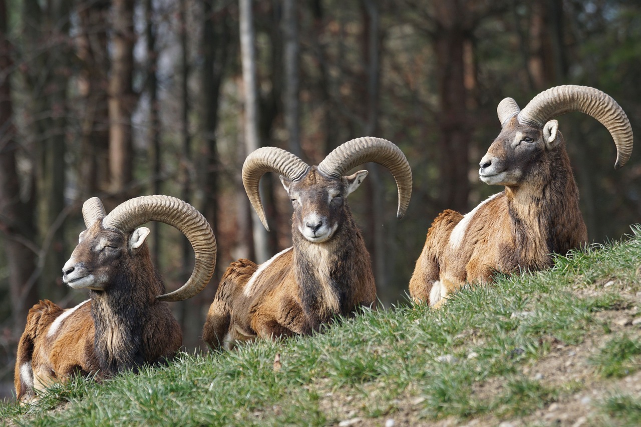 Muflon Foto: Pixabay