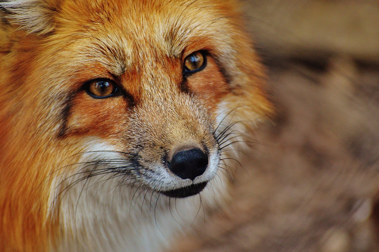 Rev Pixabay