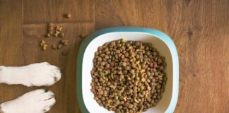 Fôr til hund og katt: SMAAK produkter grain free, distribuert av Musti Norge AS, trekkes fra markedet Hundemat