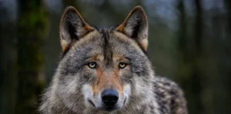 Lisensfelling av ulv i Trøndelag i 2023/2024 Ulv wolf
