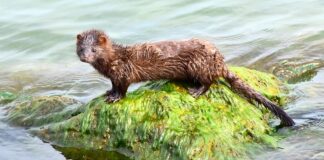 Tips til å bekjempe mink mink jakt tips