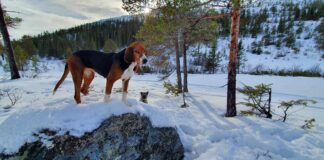 Delvis ja på bruk av på drevet halsende hund under lisensjakt på ulv