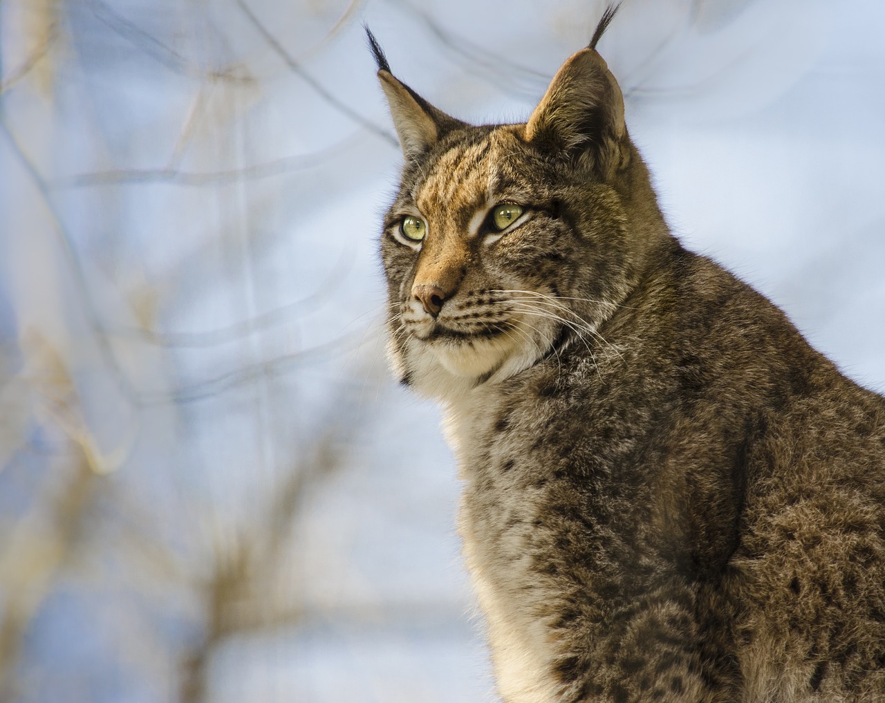 gaupe lynx
