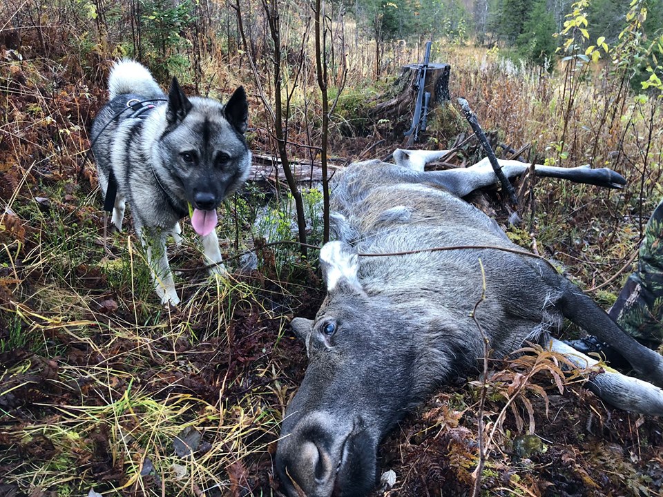 elgjakt ettersøk elghund