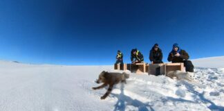 Nye gener gir friskere fjellrev på Hardangervidda