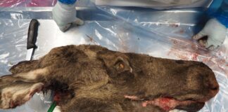 Skrantesjuke påvist hos en elgku i Nore og Ulvdal i Buskerud elg Veterinærinstituttet