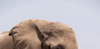 Botswana truer med å sende tusenvis av elefanter til Europa i protest mot troféforbud elefant elephant