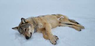 Har flyttet genetisk viktig ulv ulv norway wolf