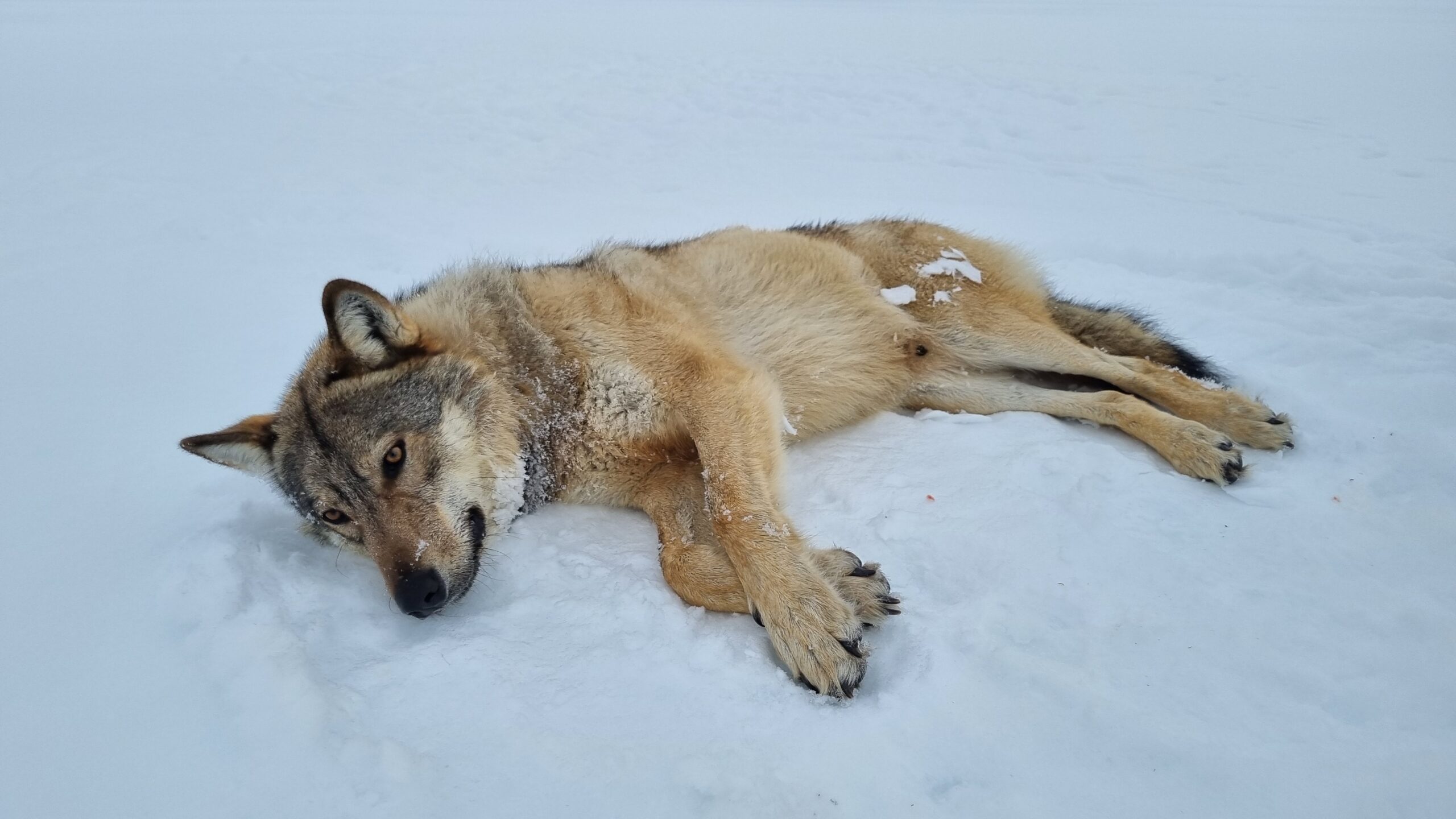 ulv norway wolf