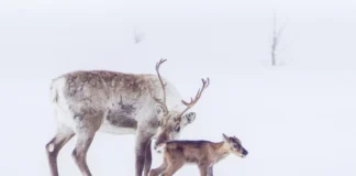 Ta hensyn til rein i kalvingstida