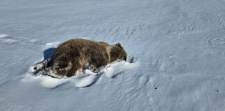 Skadefelling av bjørn med helikopter i Finnmark