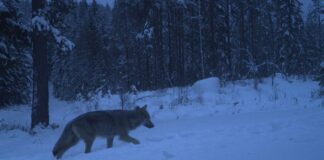 Fortsatt nedgang i antall ulver i Norge