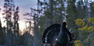 Vårens vakreste eventyr tiur tiurleik spill storfugl