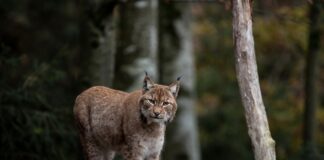 Sverige: Tar i bruk nye metoder for å lykkes med skadefelling av gaupe gaupe lynx pixabay