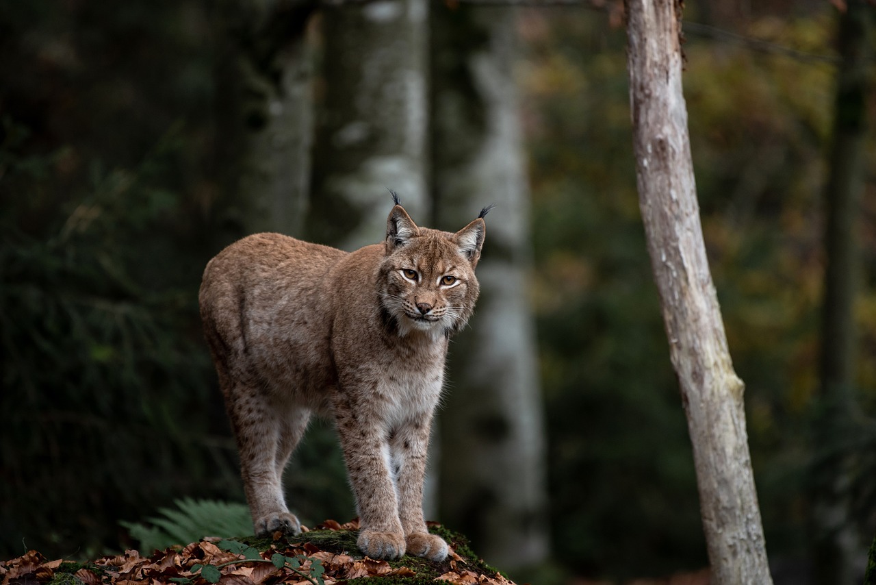 gaupe lynx pixabay