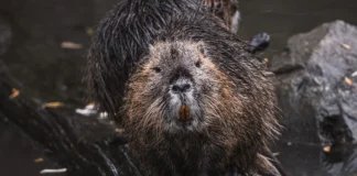 Sverige: Beverproblemer truer kraftproduksjonen i Hällefors bever pixabay