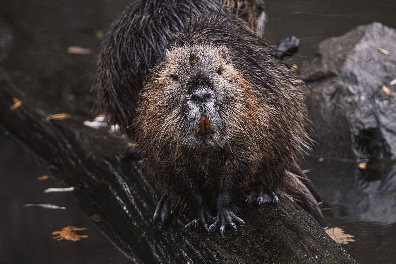 bever pixabay