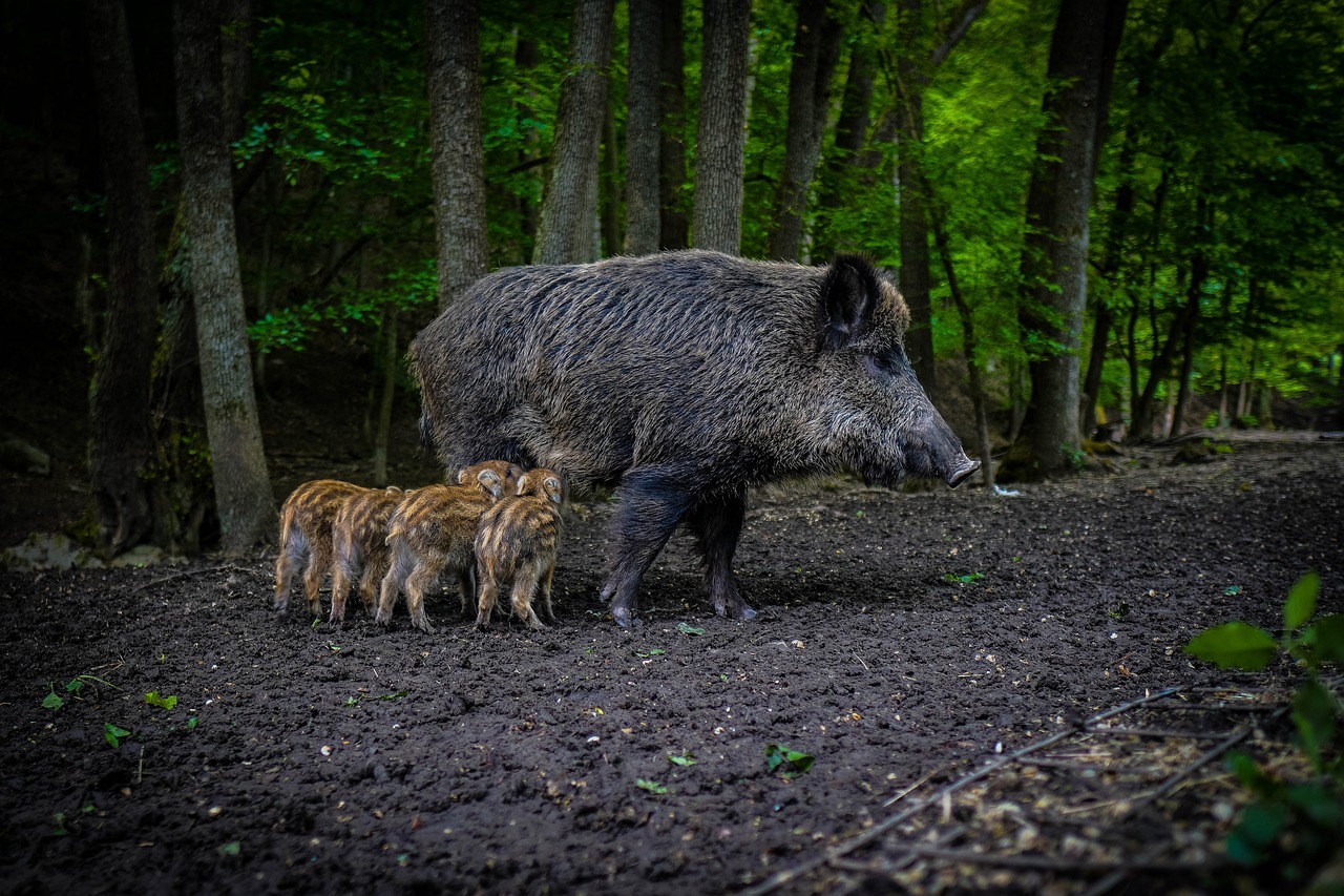 villsvin wild boar pixabay