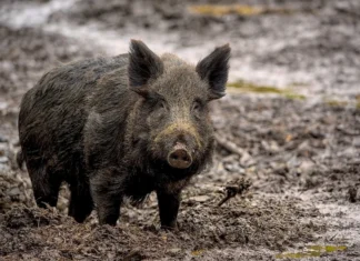 Bukkejakt ble til villsvinjakt i Greniskogen villsvin wild boar pixabay