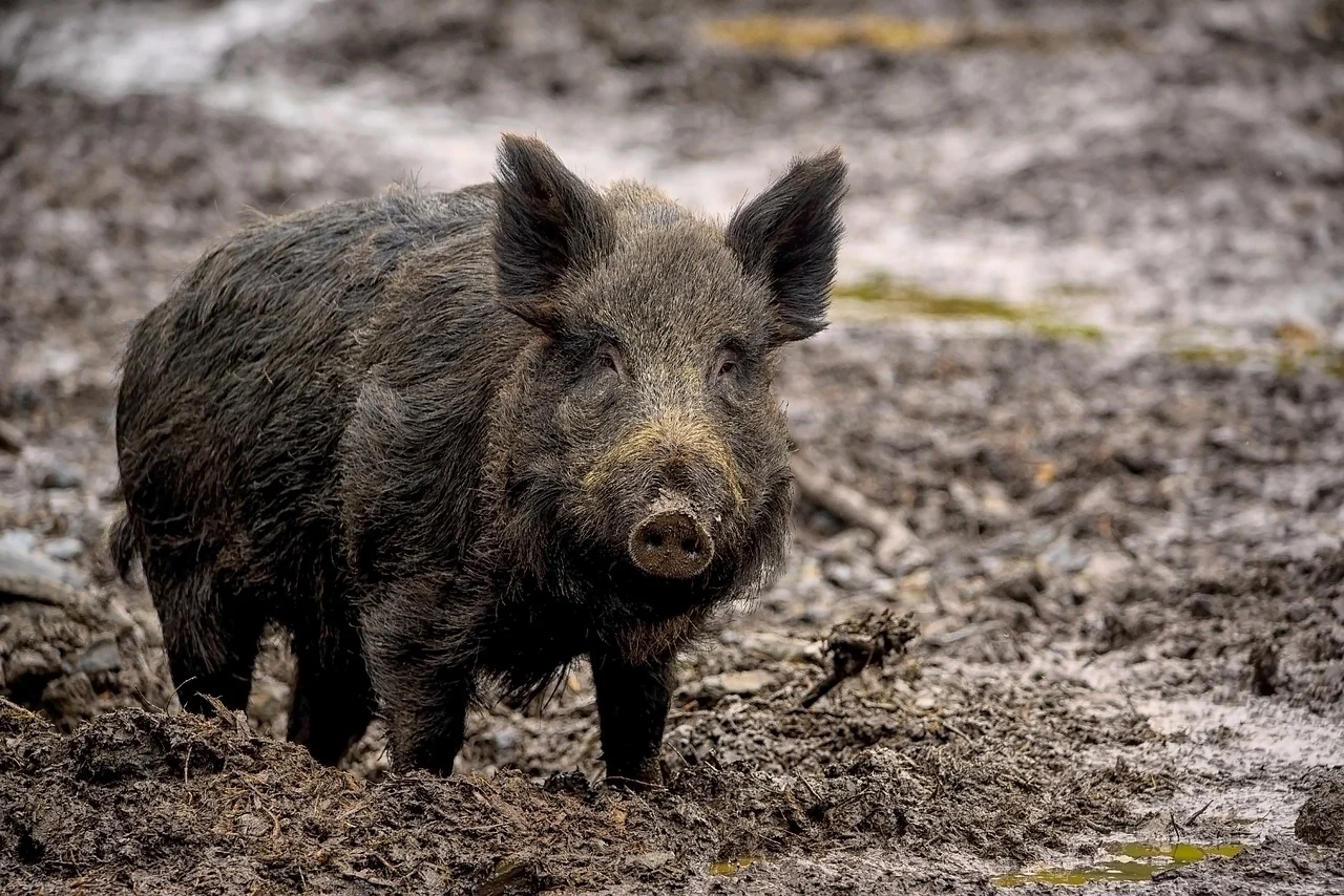 villsvin wild boar pixabay