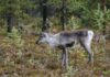 Folkemøter om villreinen i Snøhetta og Rondane rein reindeer