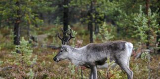 Folkemøter om villreinen i Snøhetta og Rondane rein reindeer