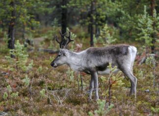 Folkemøter om villreinen i Snøhetta og Rondane rein reindeer