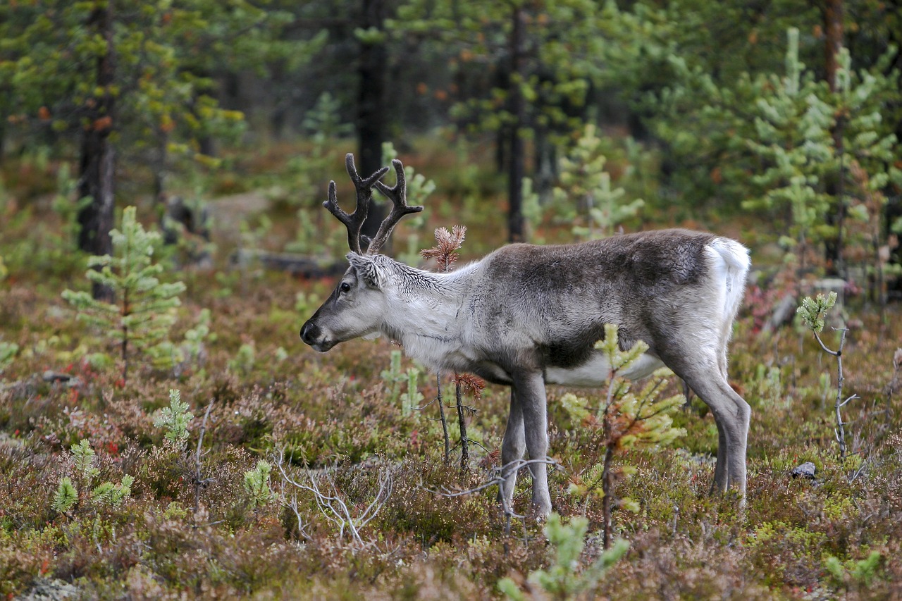 rein reindeer