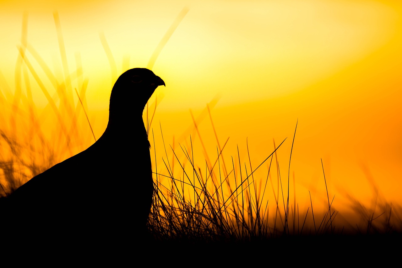 rype grouse