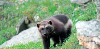 Lisensfelling av jerv i Møre og Romsdal 2024-2025 jerv wolverine