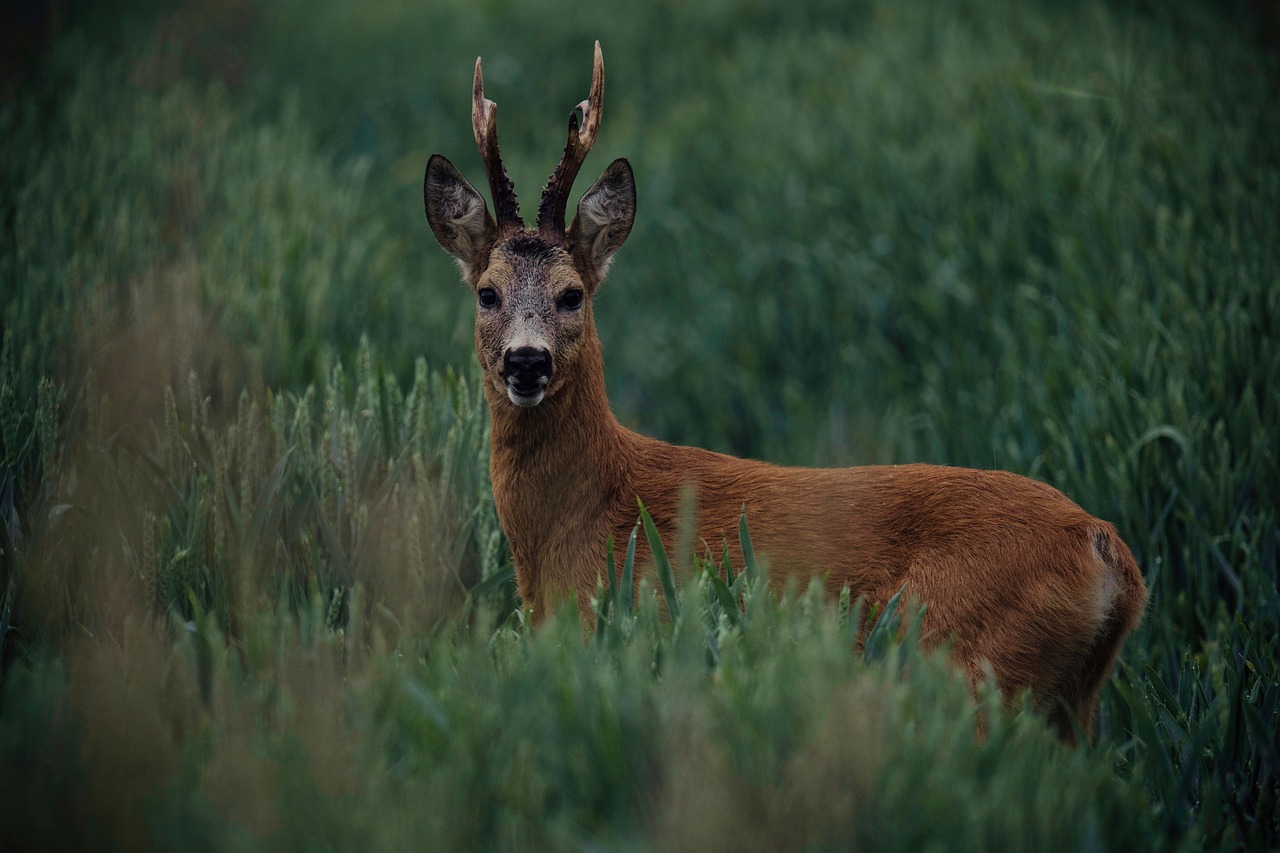 roe buck råbukk rådyr