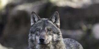 I Sverige utredes redusert ulvebestand og økt erstatning til dyreeiere ulv wolf
