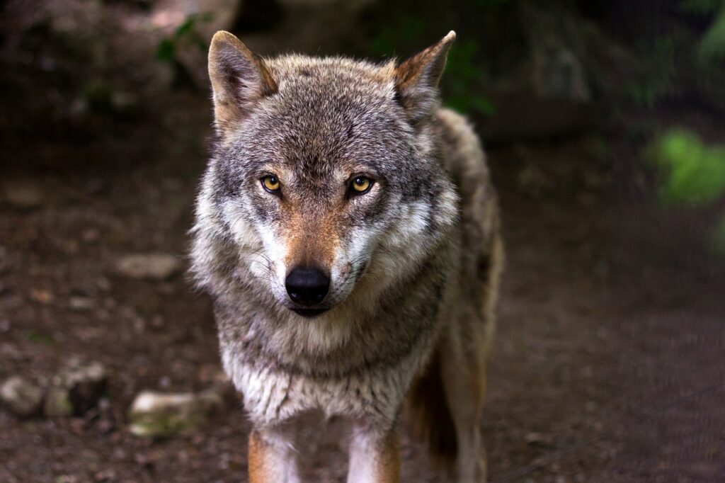 ulv wolf pixabay