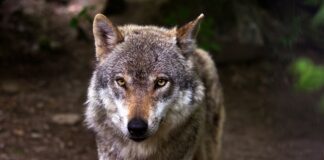 Forvekslet rev med ulv under jakt – nå etterforskes hendelsen ulv wolf pixabay