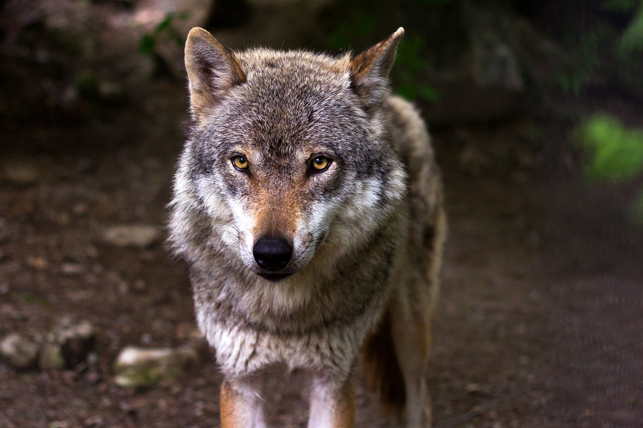 ulv wolf pixabay