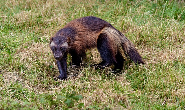 wolverin jerv