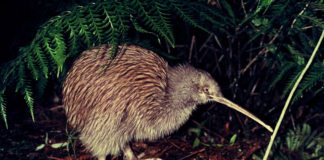 Predator Free 2050: New Zealands kamp mot invasive arter