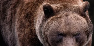 Buejeger overlevde grizzlyangrep i Idaho grizzly bjørn