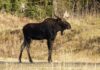 Fikk en militær avdeling inn i «elgdrevet» elg moose