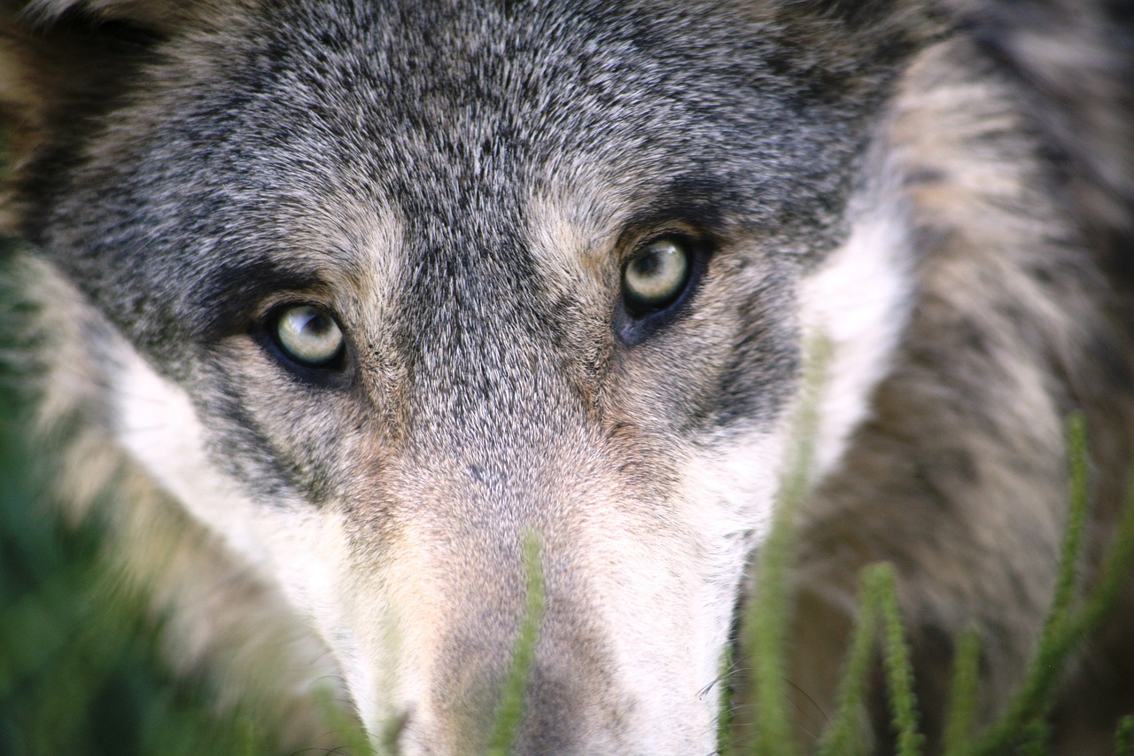 ulv wolf pixabay